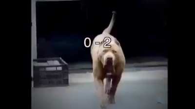 Pit bull wins