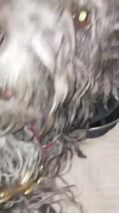 My dog is a little posessed