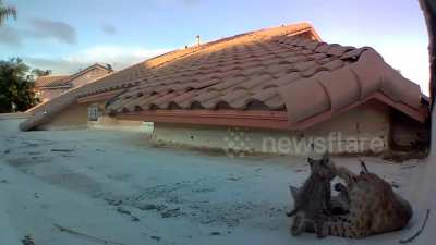 ağır hort: havlayan kedi 48. sn