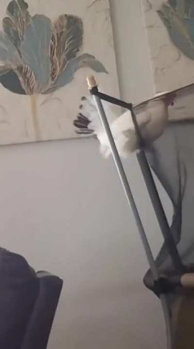 My chicken can't catch her balance and I can't stop laughing