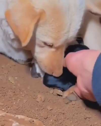 Rescuing whole family