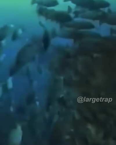 Monke flip değil