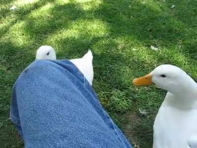 u/whiteduck5481