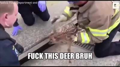 EMS act quickly to quarantine a deer with corona virus