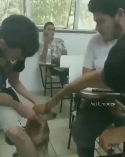 bababoi