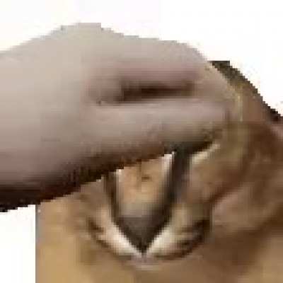 Floppa pet gif