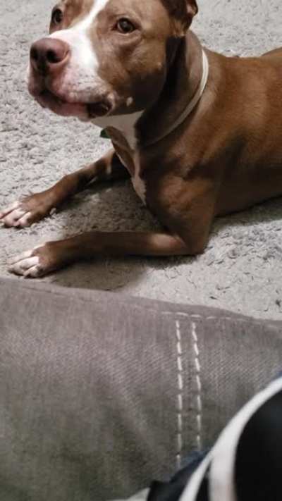 When I pretend to ignore her she lets me know how she feels about it.