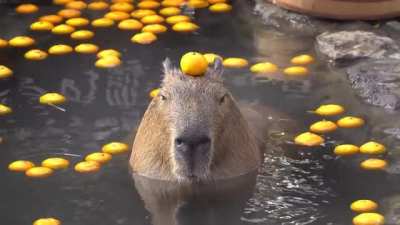 Capybara with an orange on his head