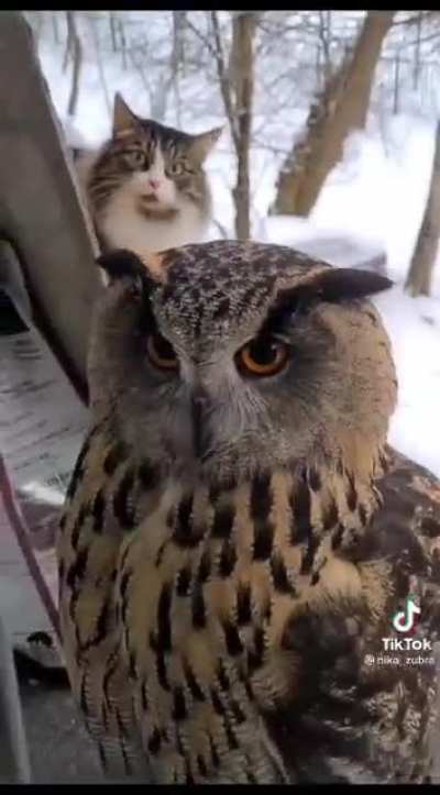 Whoo ...