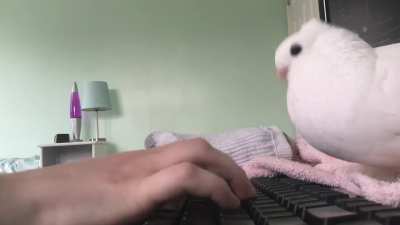 what it's like to have a house pigeon