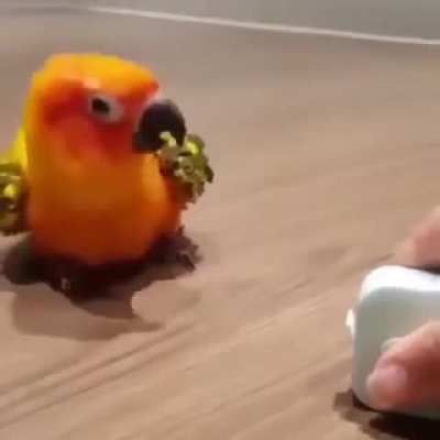 head dance