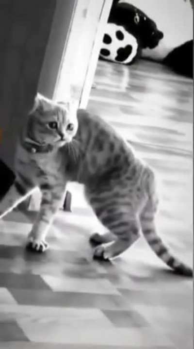 You tryna mess with me?