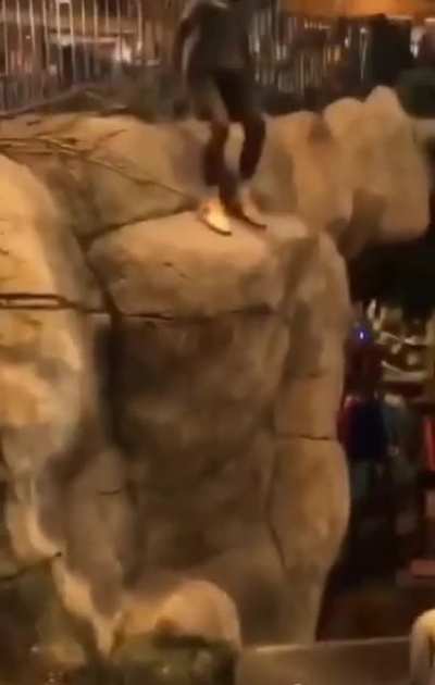 Guy jumps into large fish tank at store