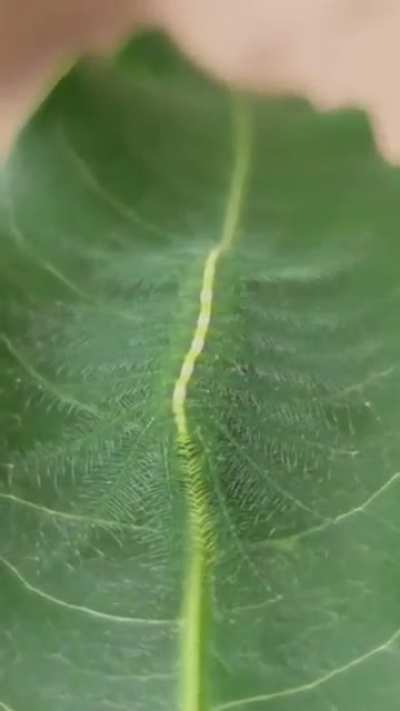 Camouflage of the Baron caterpillar