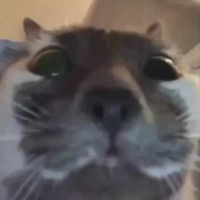 Fofo