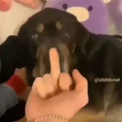 pet