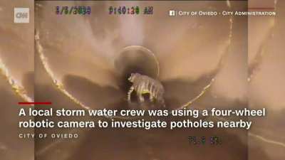 Video shows a 5-foot-long alligator wandering Florida's sewers. Workers performing video inspection of the storm sewer initially thought it was a toad. (That would be a really big fuckin' toad).