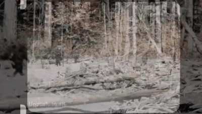 The Patterson - Gimlin Bigfoot Footage Remastered... some people will say this is fake