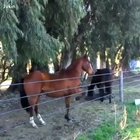 Fence can’t contain this horse