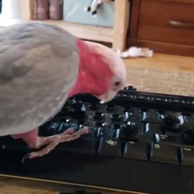 Get a bird, they said, it'll be fun 🤦‍♀️