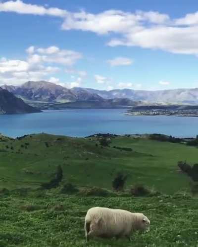 🔥 The beautiful rugged grasslands of New Zealand 🔥