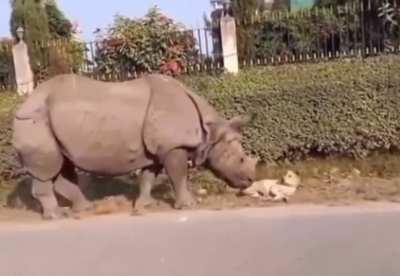 Rhino encounters dog