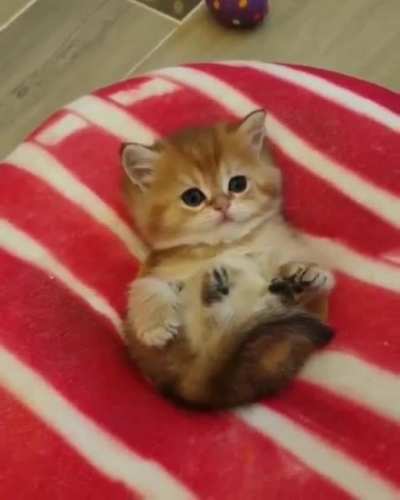 SUPER CUUUUTE!