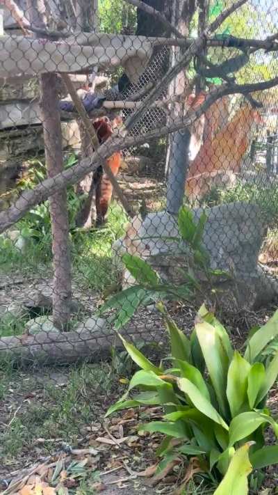 Santa Barbara Zoo Red Panda