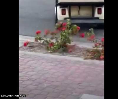 To drive away