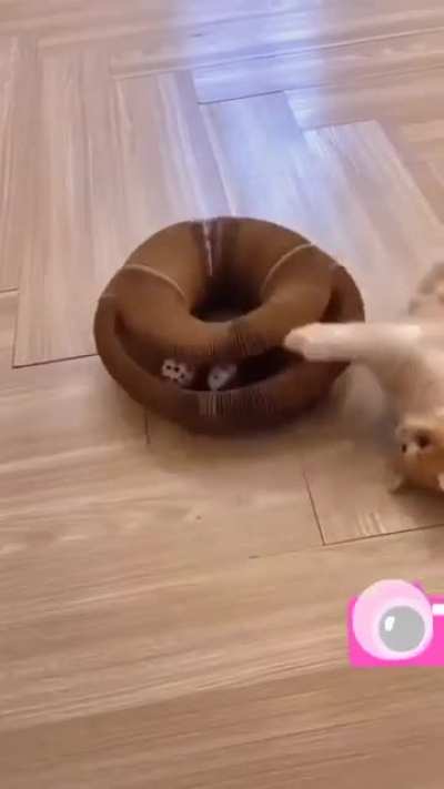 this cat is loco
