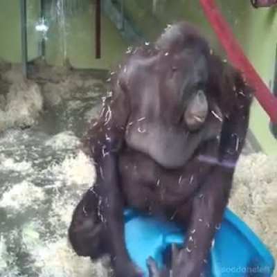 RIP MONKE