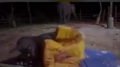 Blanket scars sleeping baby elephant