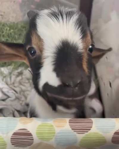 Lunch date with Patrick at Ruby Slipper Goat Rescue 🔈
