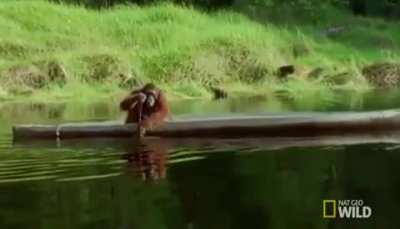 MONKE BOAT