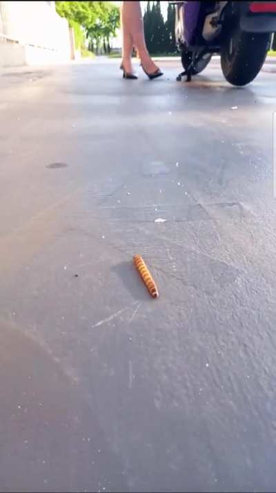 Girl crush worms