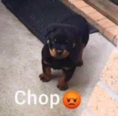 Chop 😡