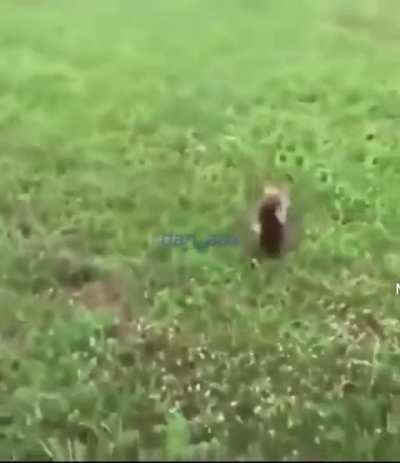 Blursed_rabbit