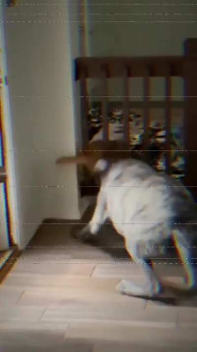 Sigma energy 🐈