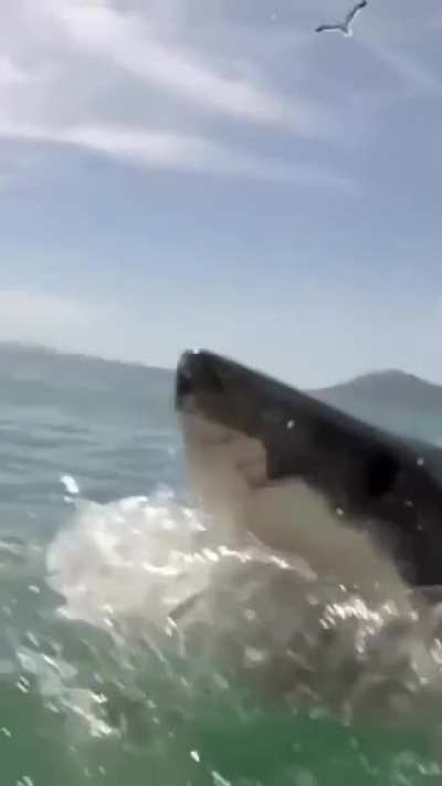 Big dude pops up right in front of you- what do you do?