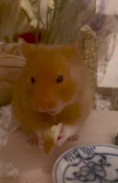 Ginger snacking on slippery but delicious Apple with Peanut Butter 🐹