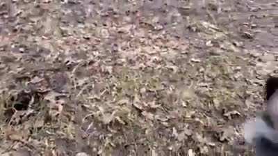 Floofs