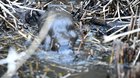 I was lucky enough this afternoon to spot this platypus playing around in the reeds!