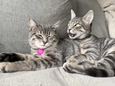 Percy & Pearl