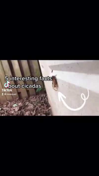 5 interesting facts about cicadas