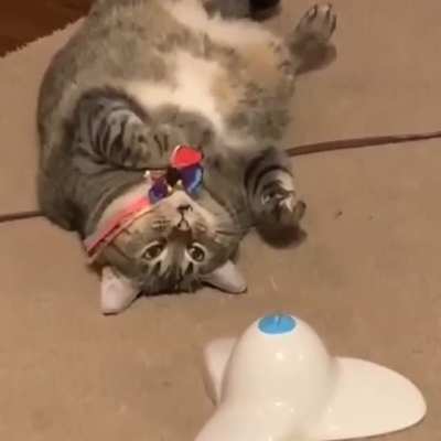 The cat 🐈