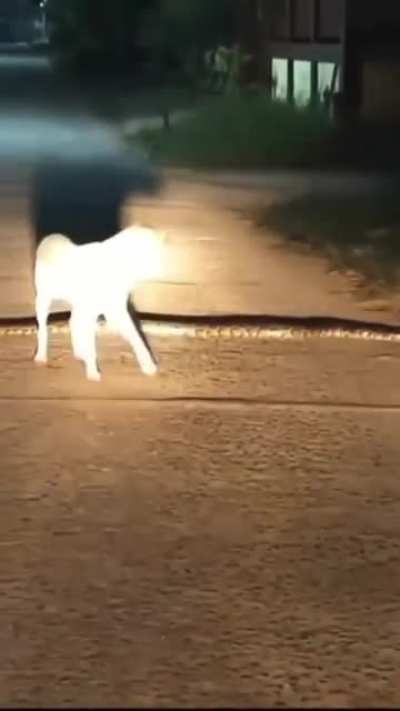 Python blocking pedestrian traffic