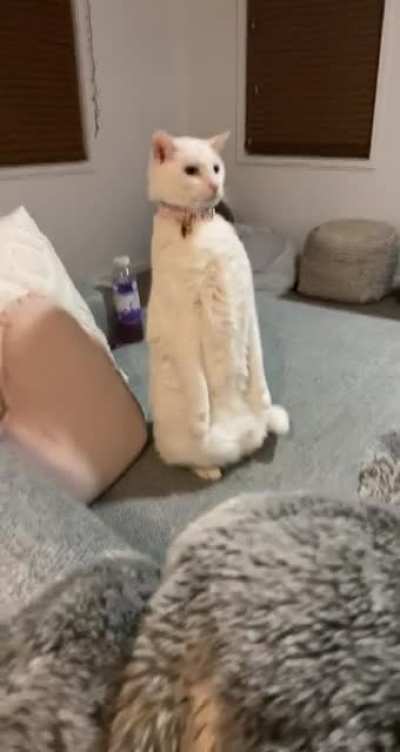 hey