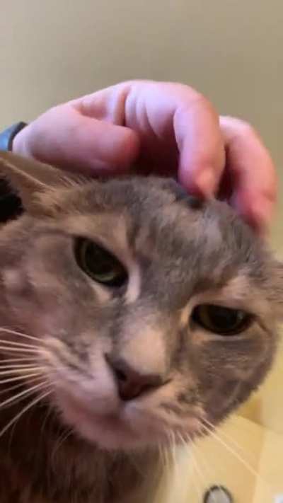 This is norman