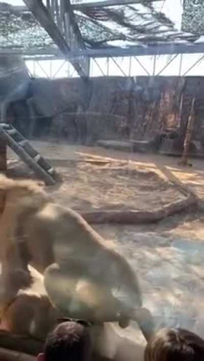 Zoo gets wild unexpectedly