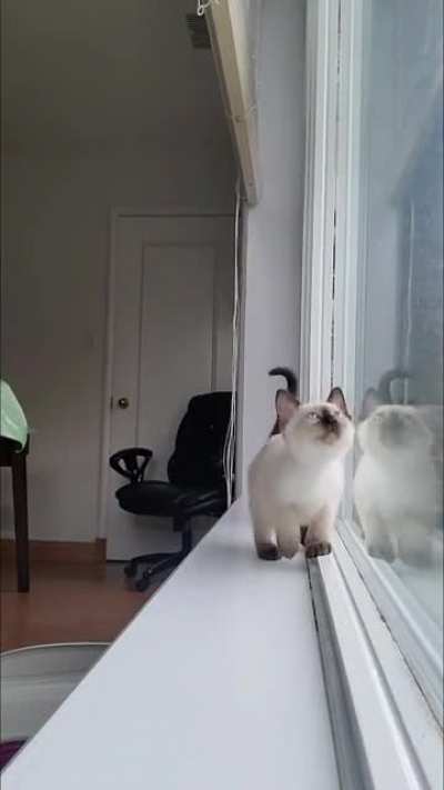 Tiny Siamese lady!